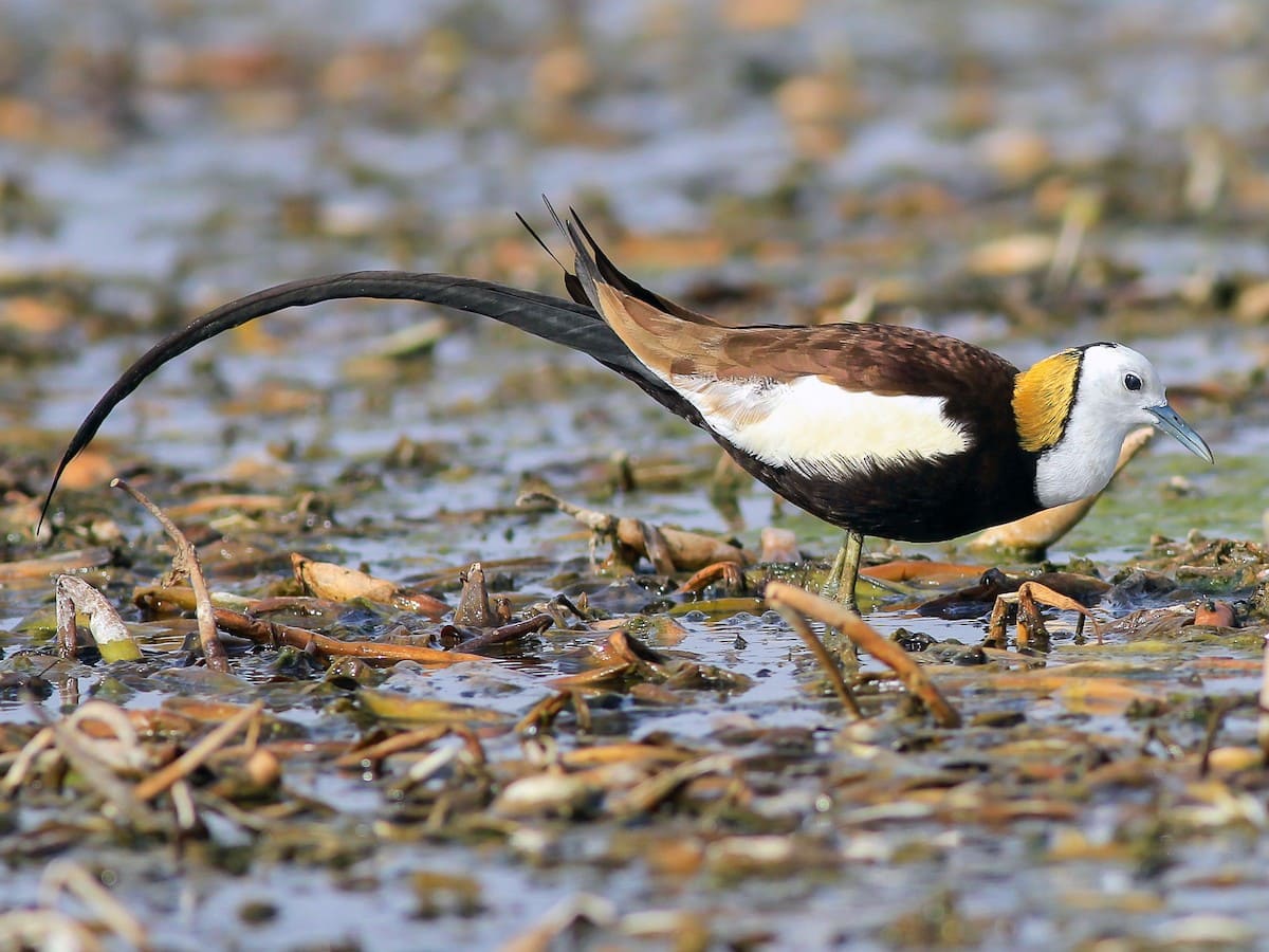 Pheasant-tailed Jacana